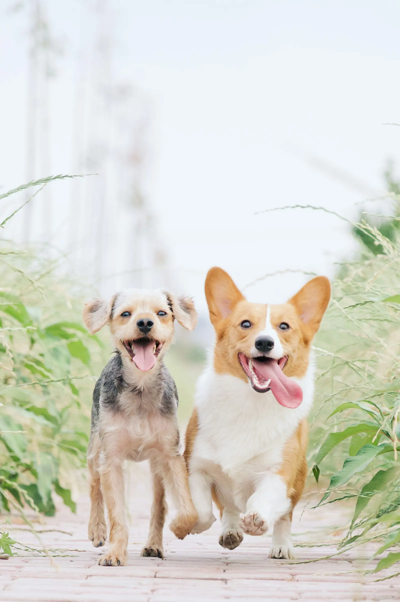 Pet Services website category illustration