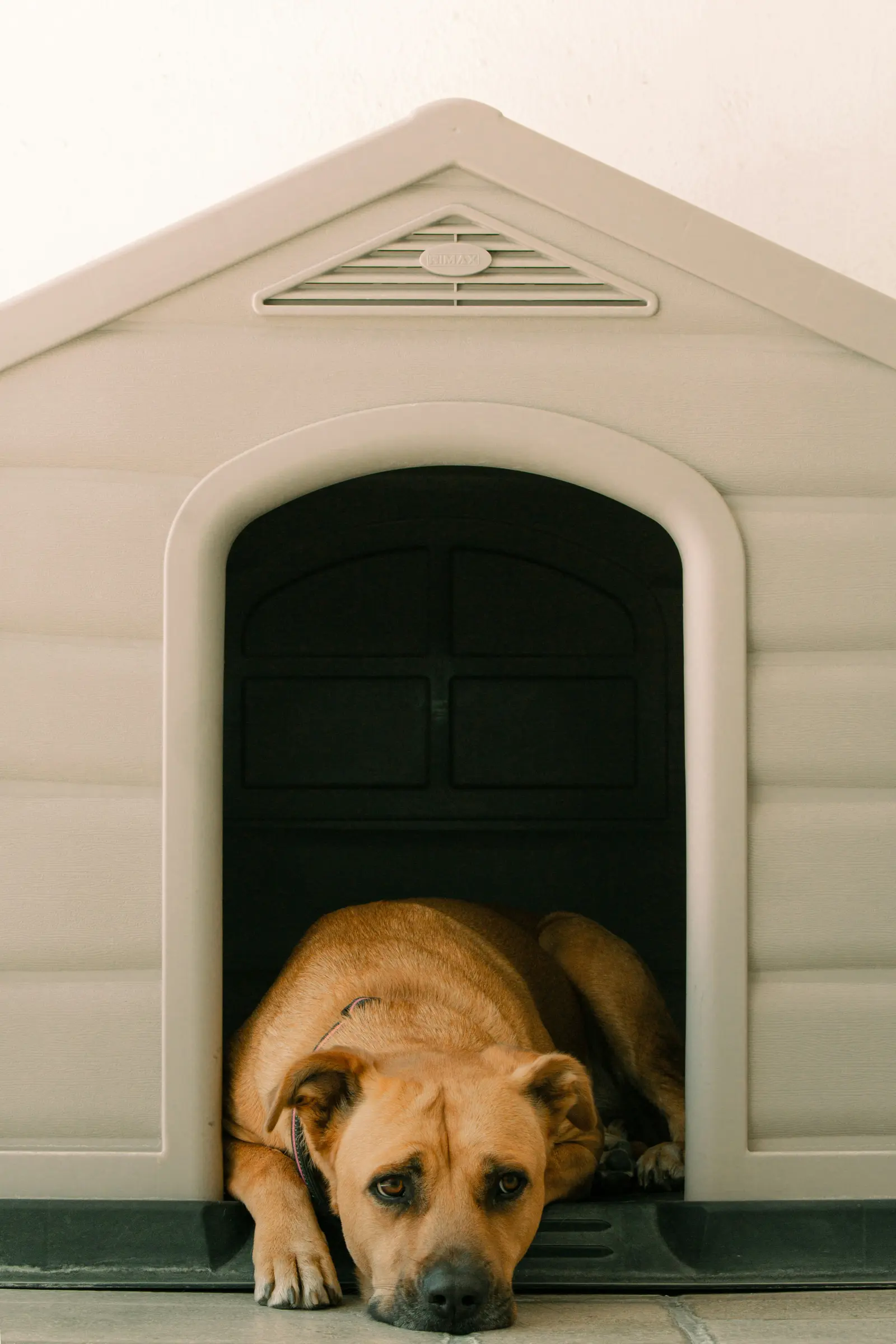 Boarding Kennels website suitability illustration