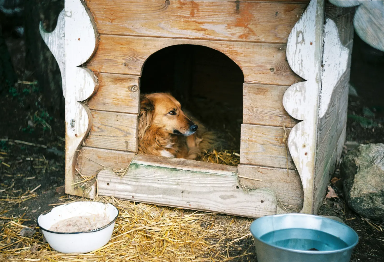 Boarding Kennels website suitability illustration