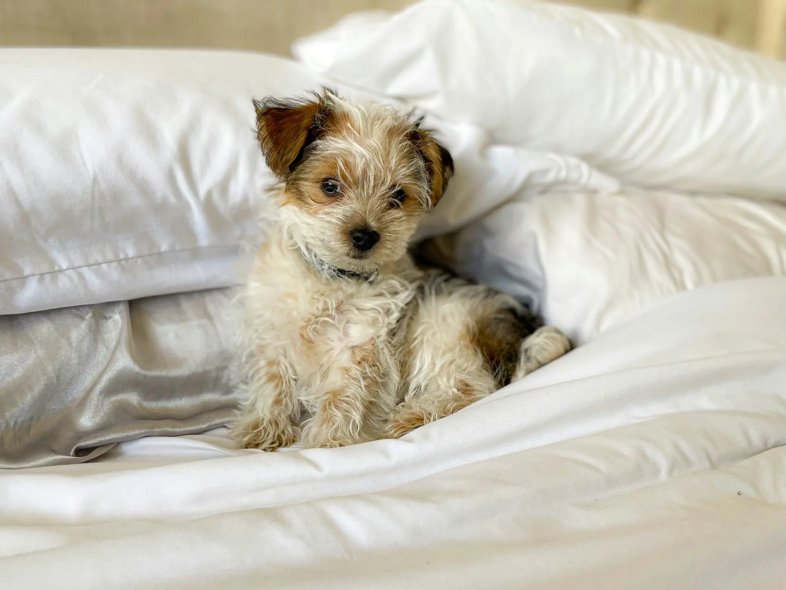 Overnight Dog Boarding service image
