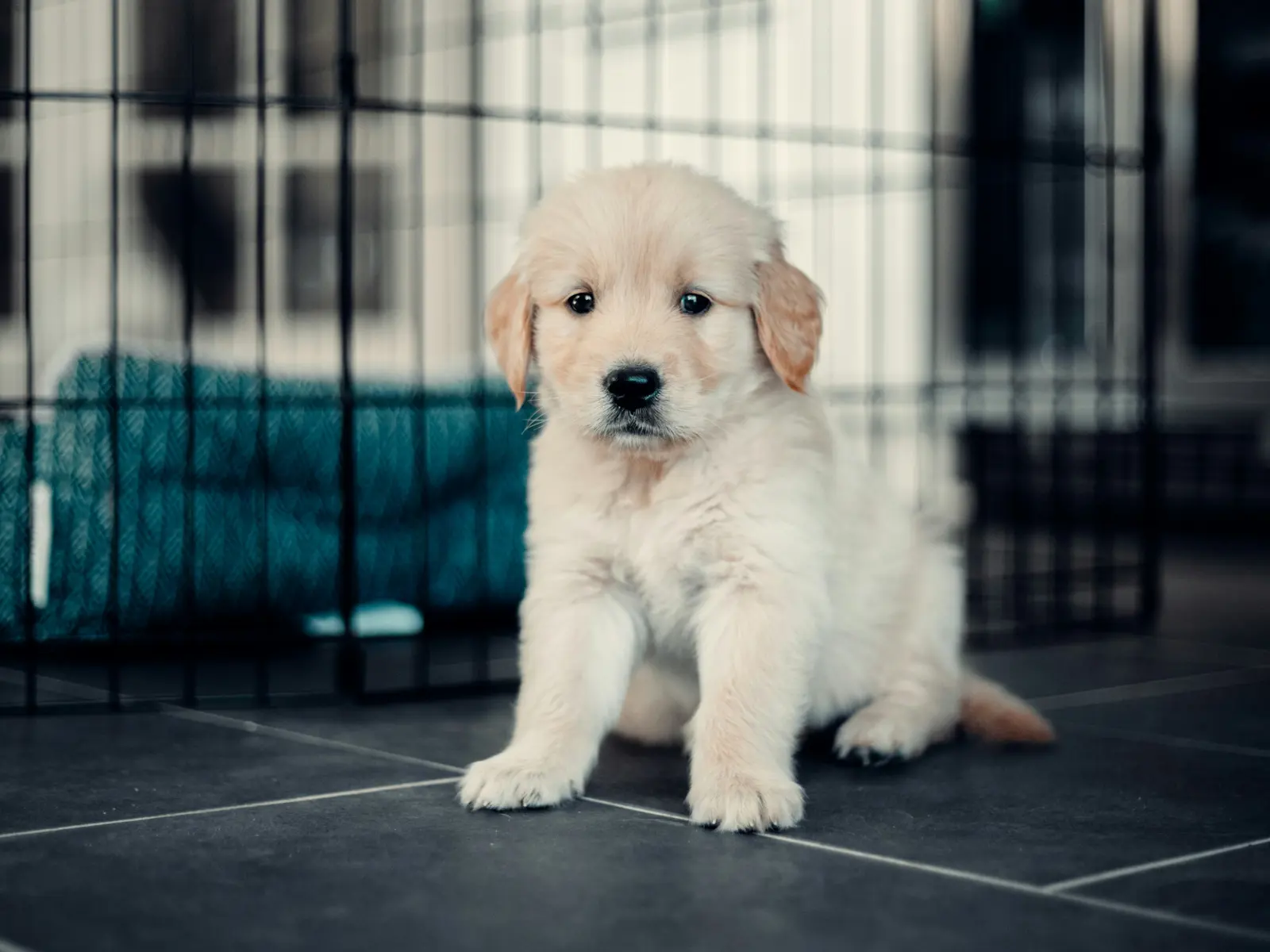 Puppy Boarding service image