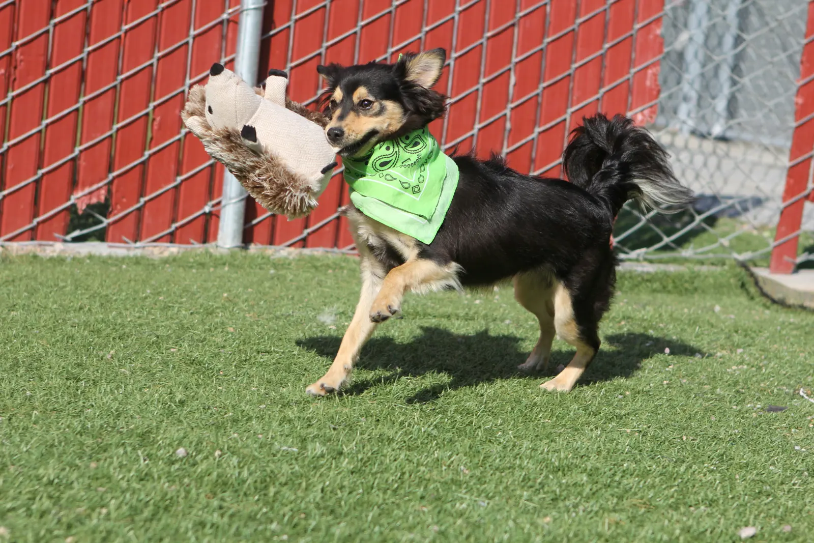 Senior Dog Boarding service image