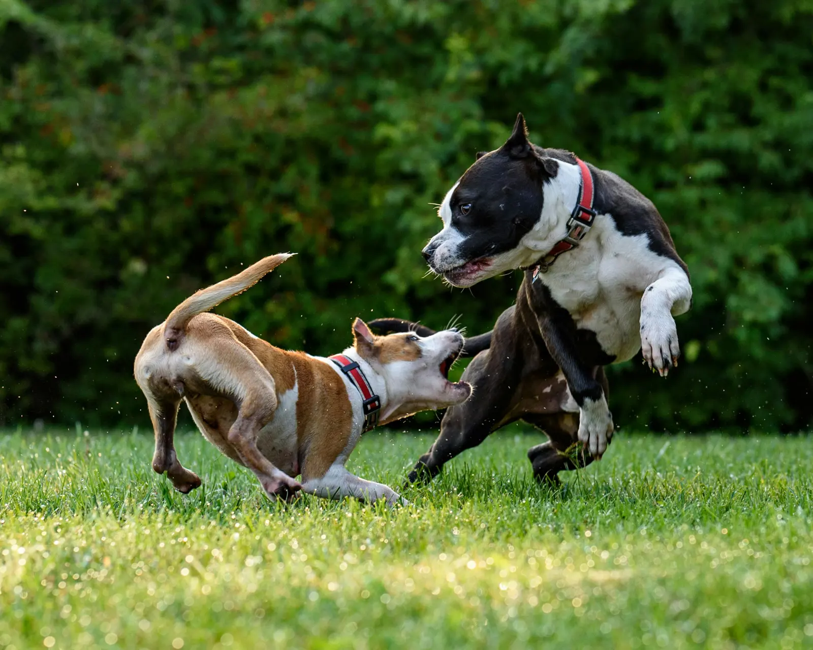 Dog-to-Dog Reactivity and Aggression service image