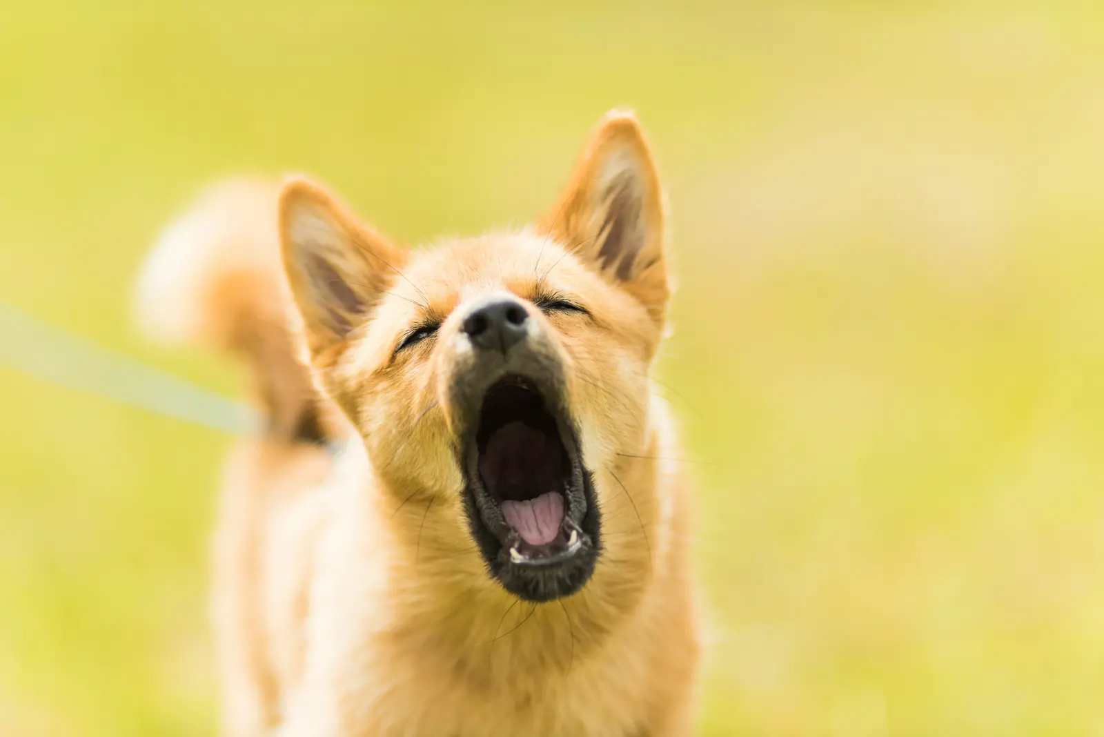 Excessive Barking Assessments service image