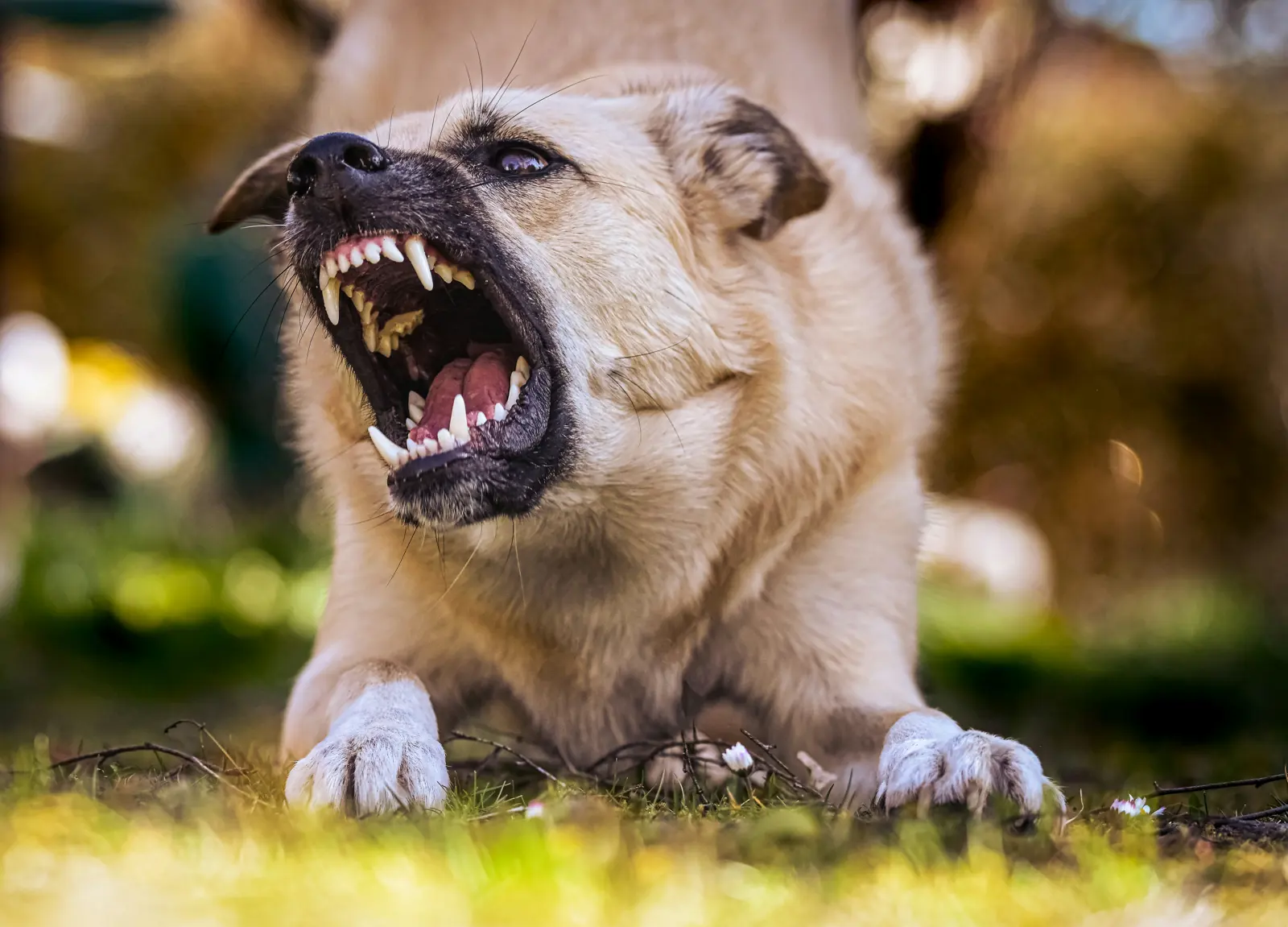 Human-Directed Aggression Support service image