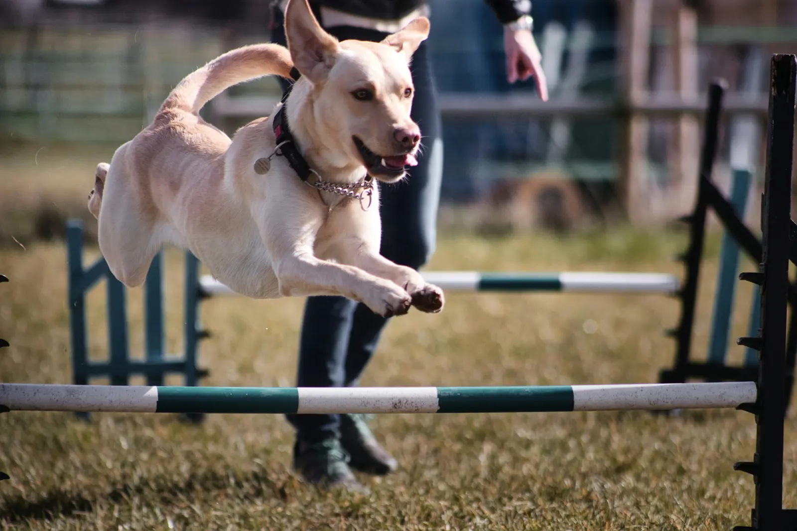 Dog Training Service website suitability illustration
