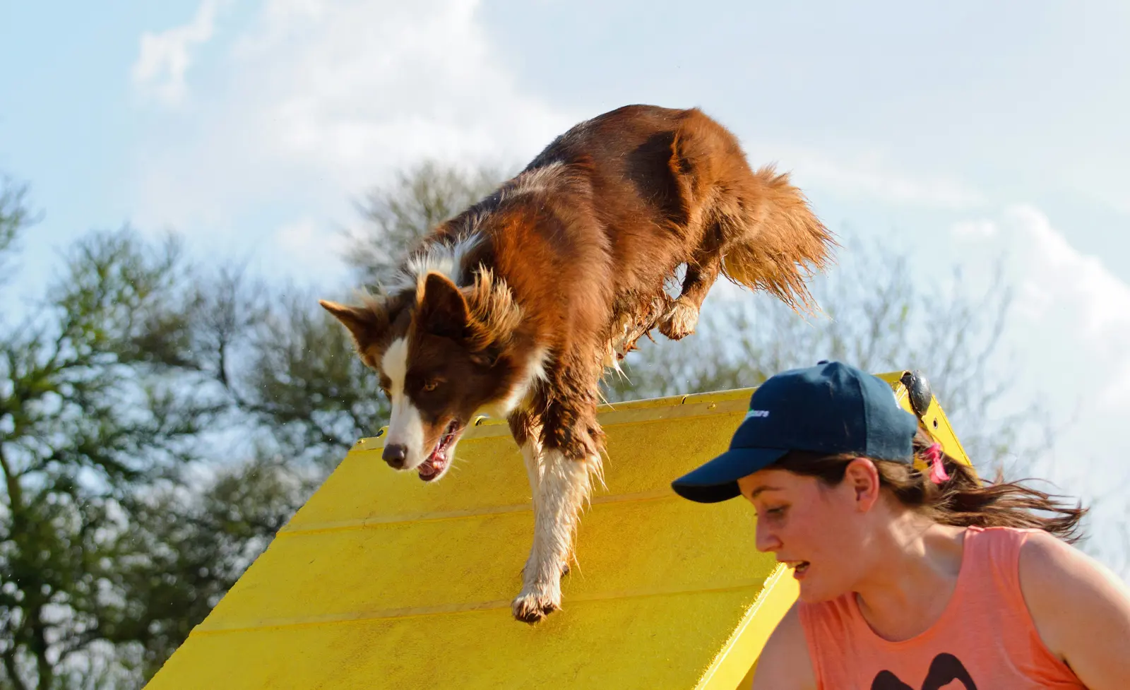 Adolescent and Adult Dog Training service image