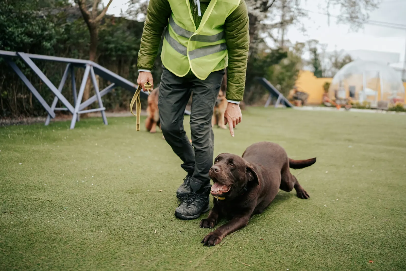 Basic Obedience and Life Skills service image
