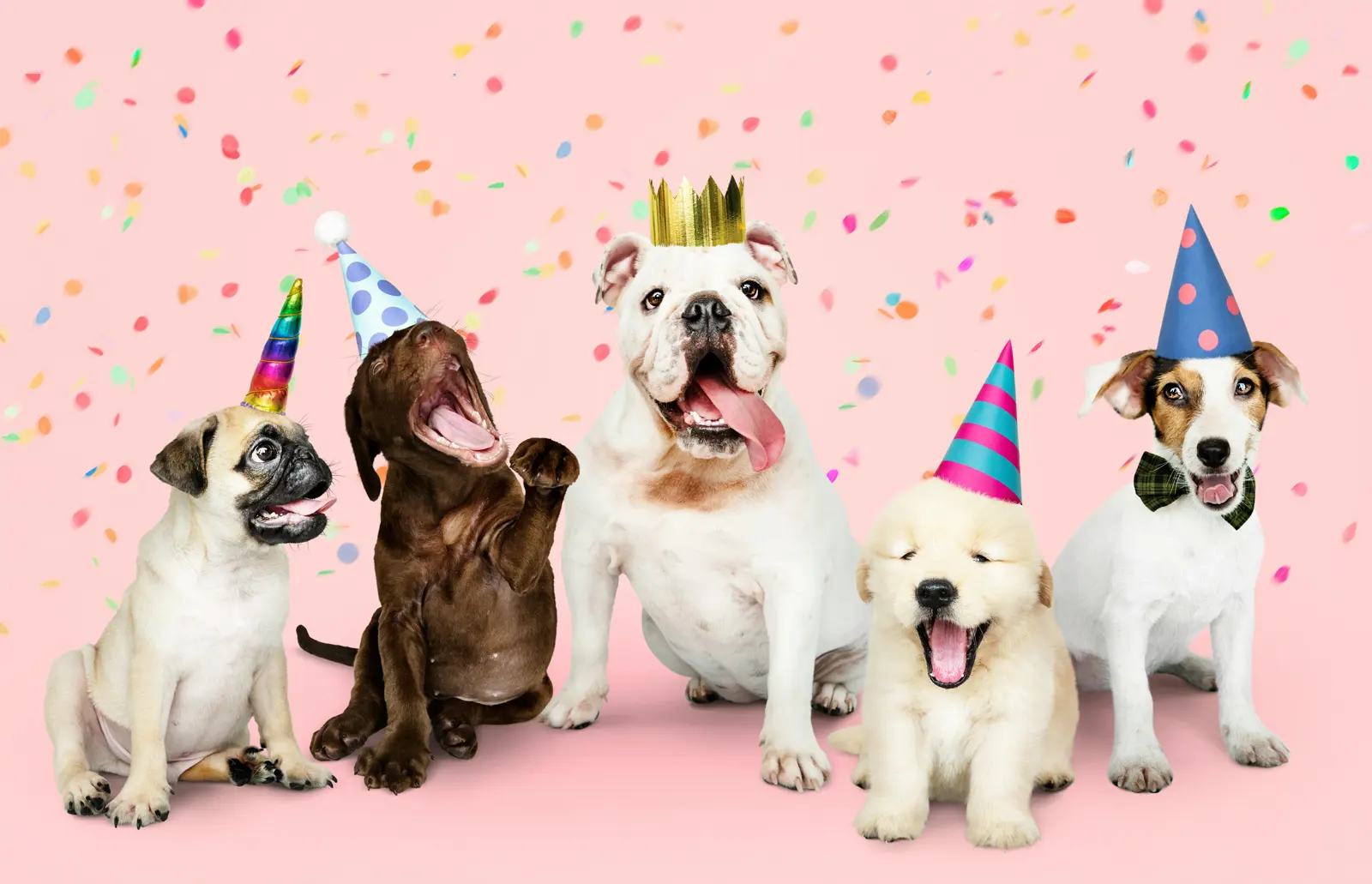 Group Dog Training Classes service image