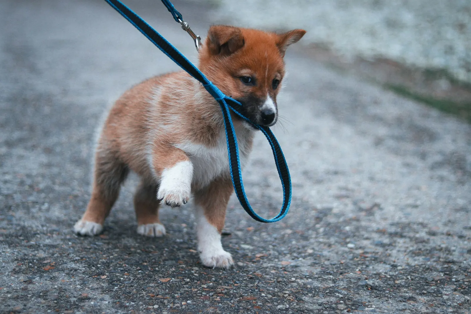 Loose-Lead Walking service image