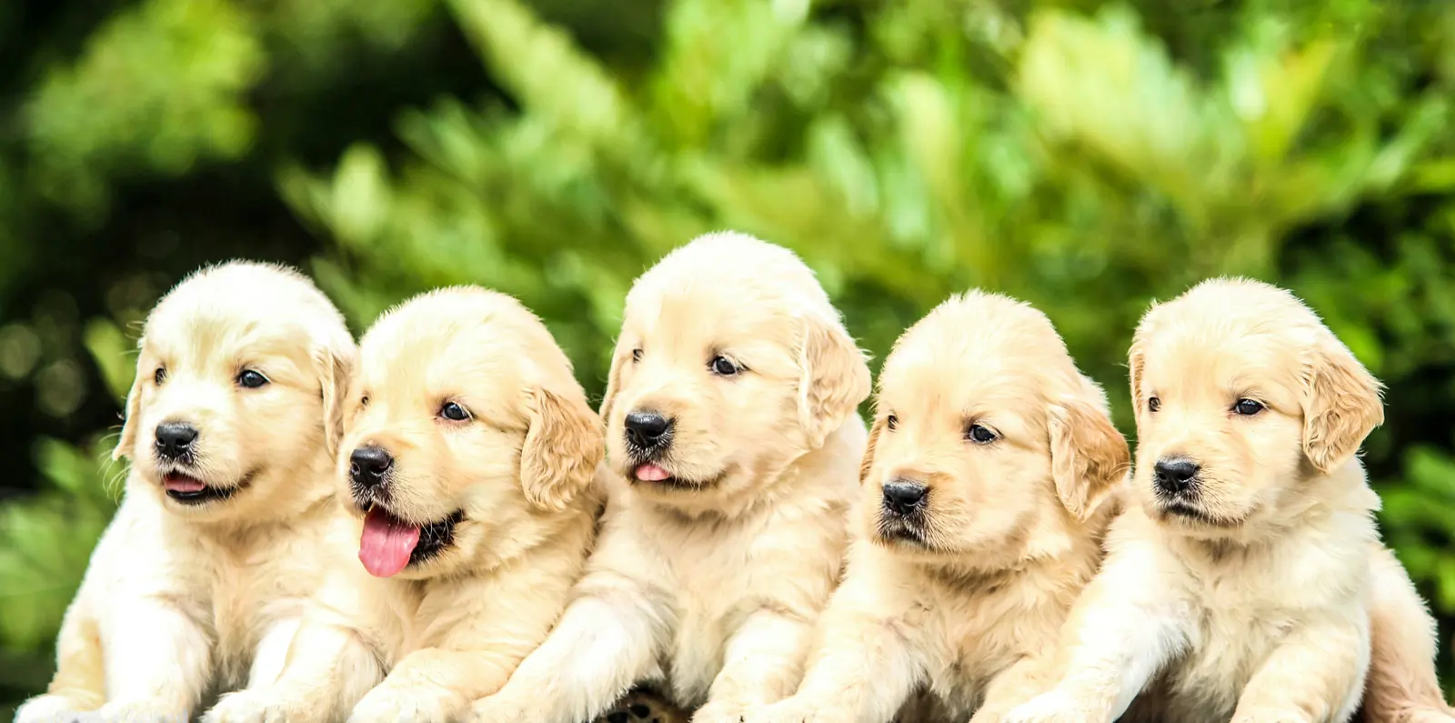 Puppy Socialisation and Confidence service image