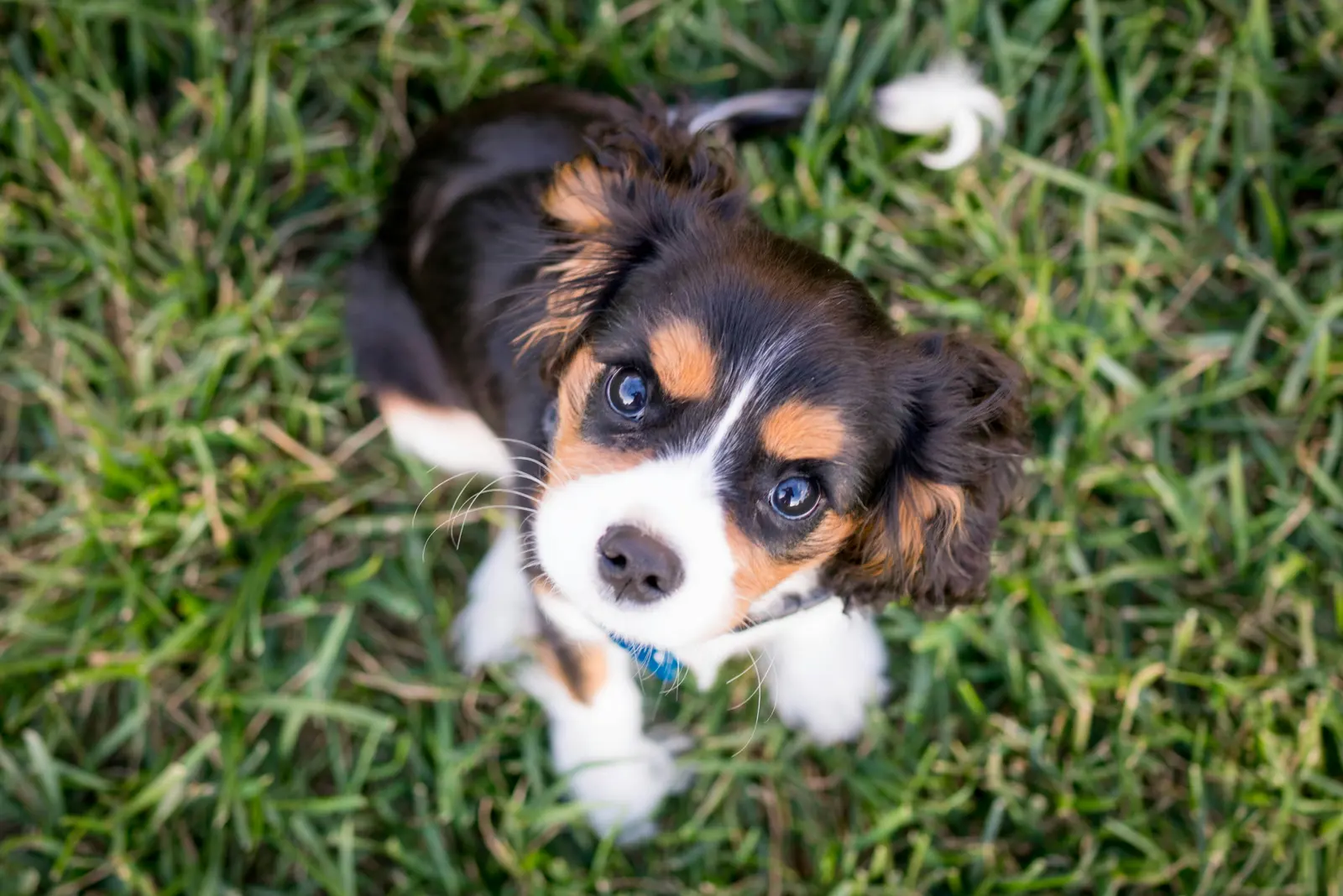 Puppy Training Classes service image