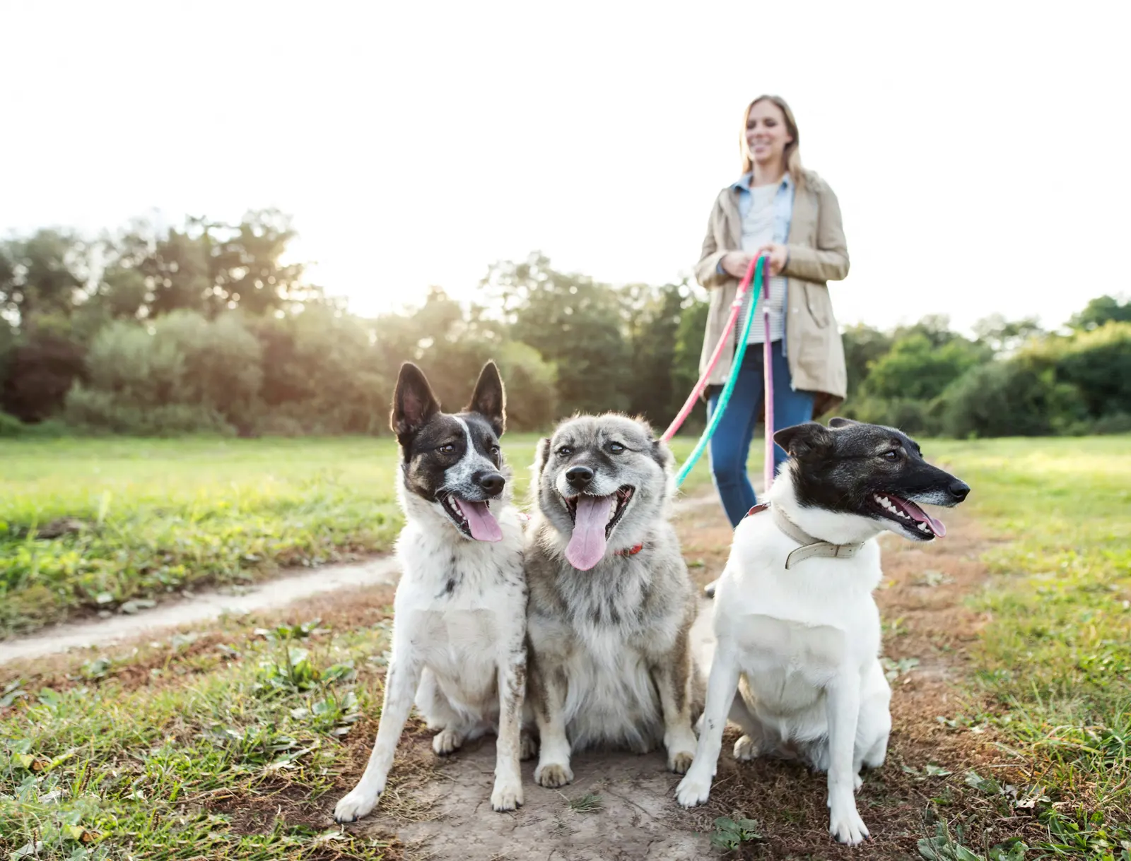 Dog Walking Service website suitability illustration