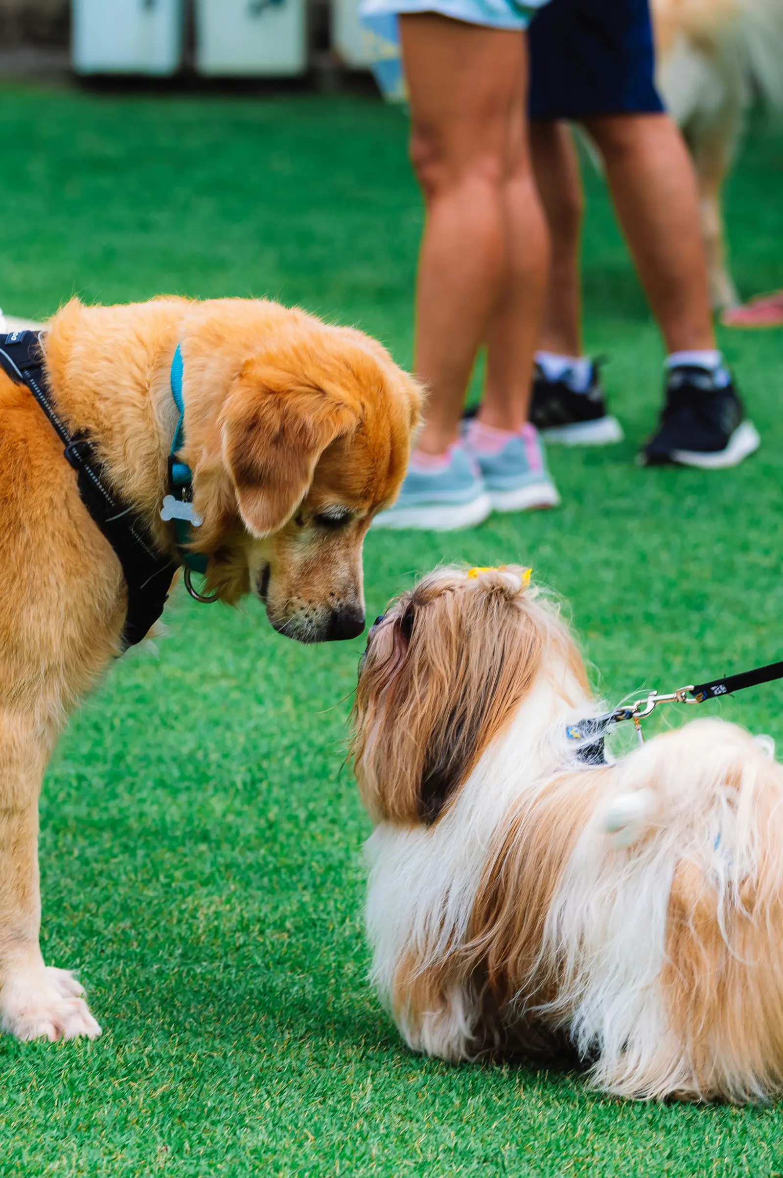 Dog Walkers website image