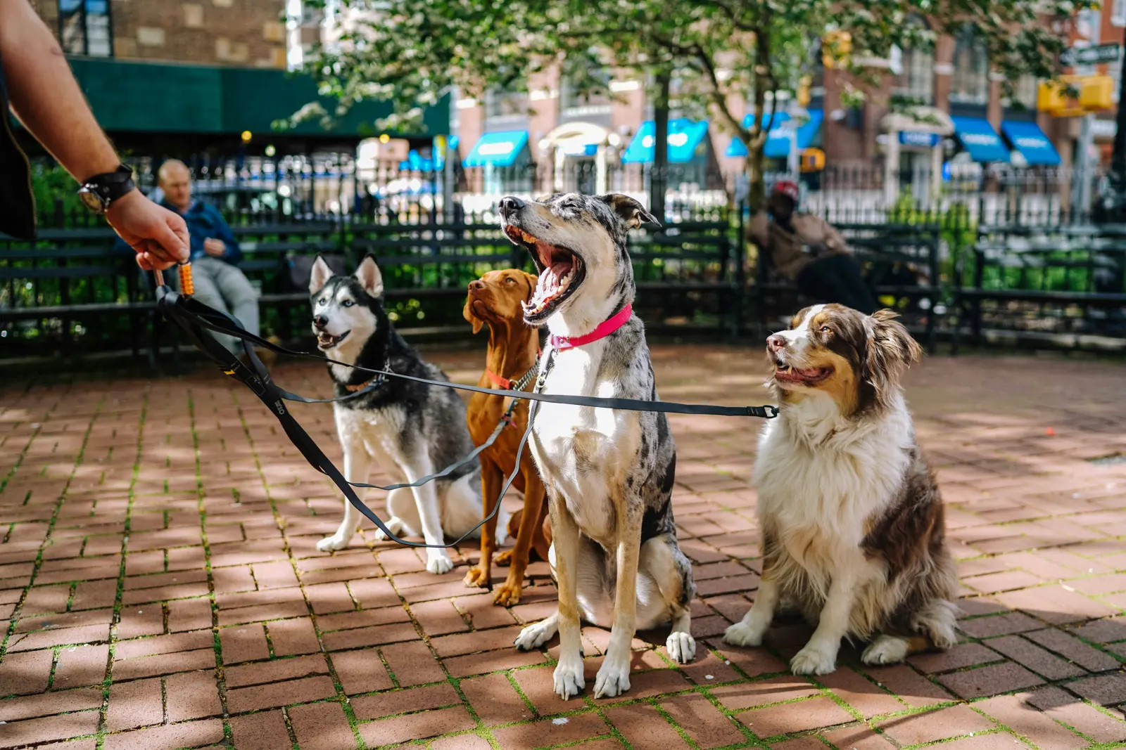 Small-Group Dog Walks service image