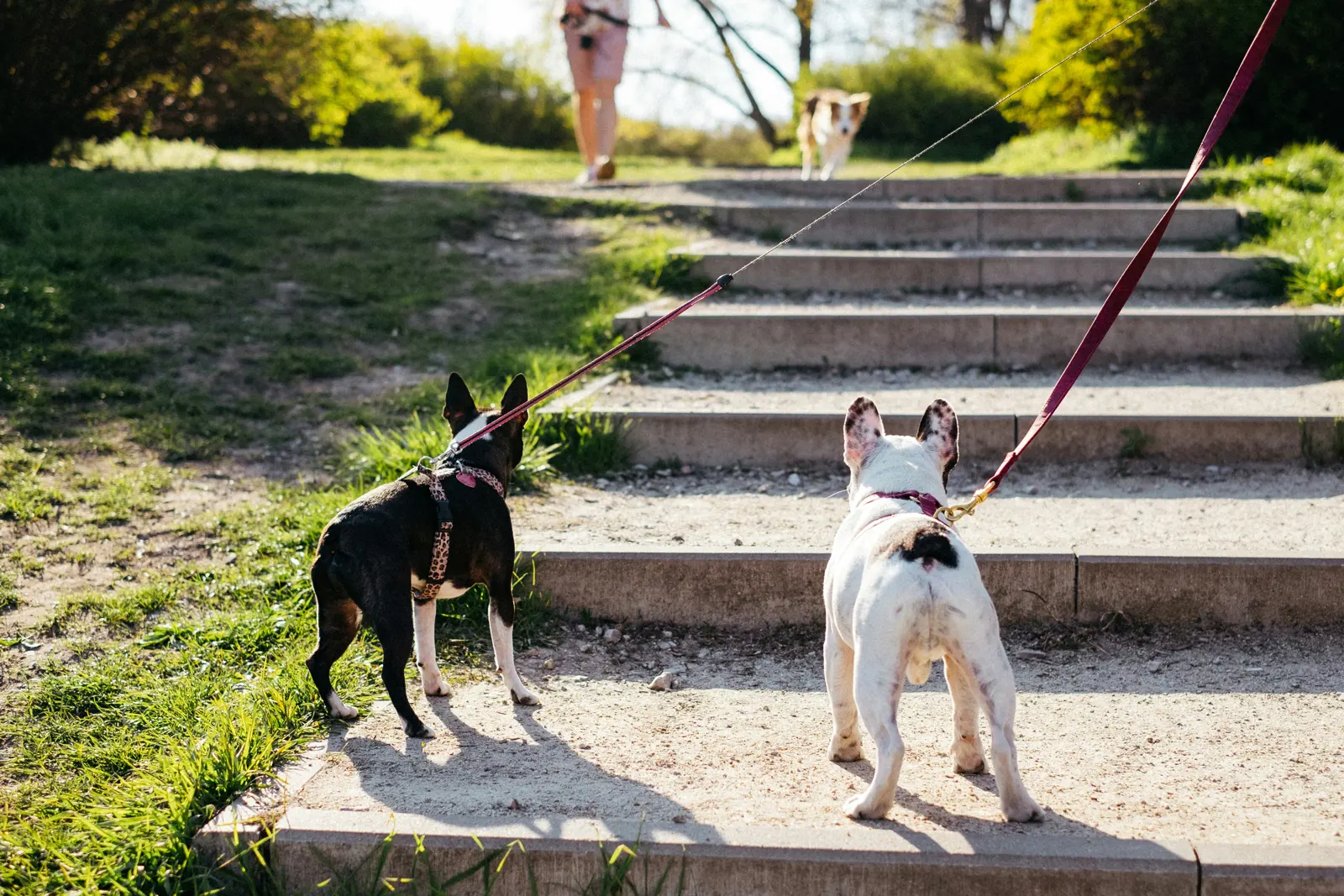 Multi-Dog Household Walks service image