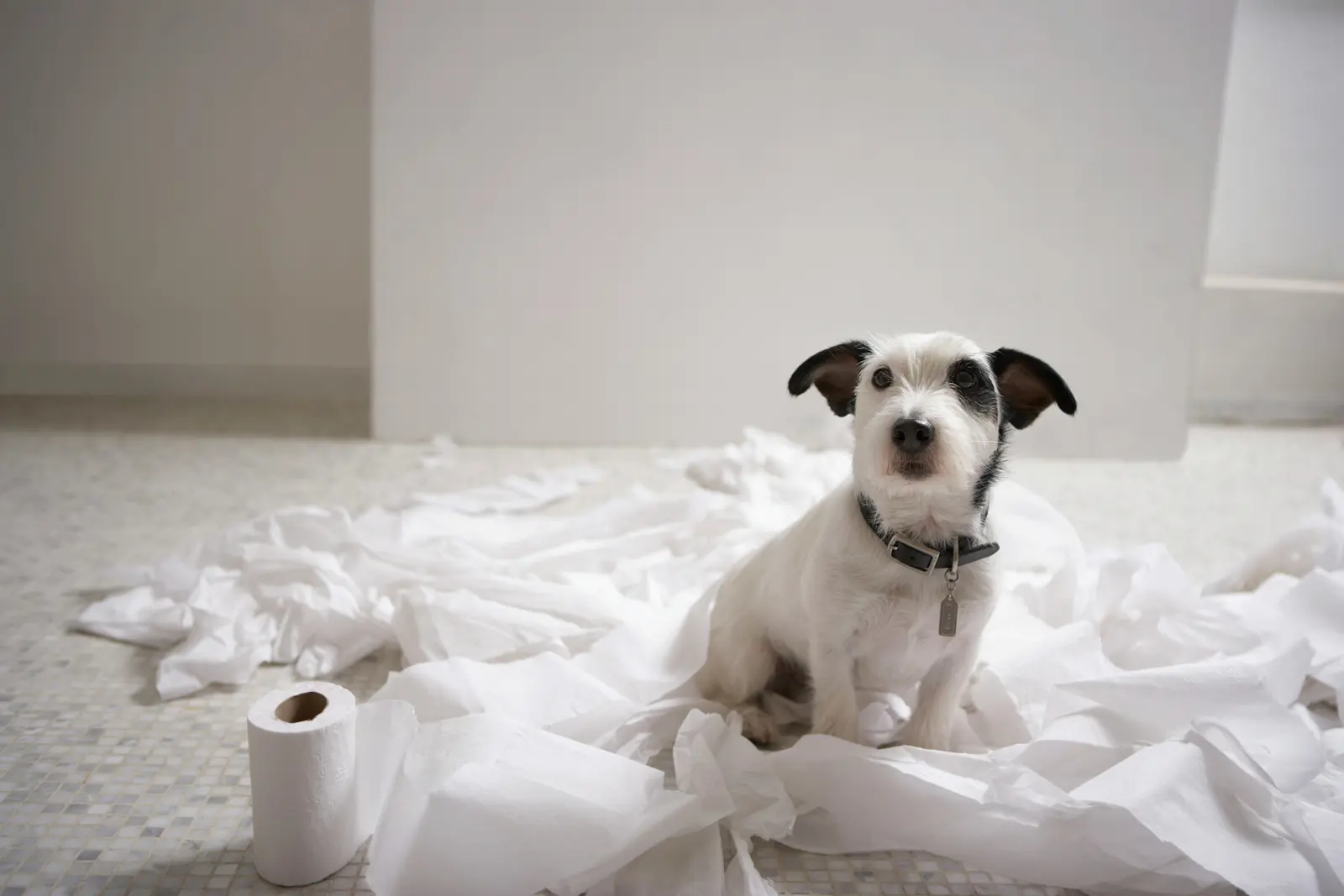 Puppy Visits and Short Walks service image