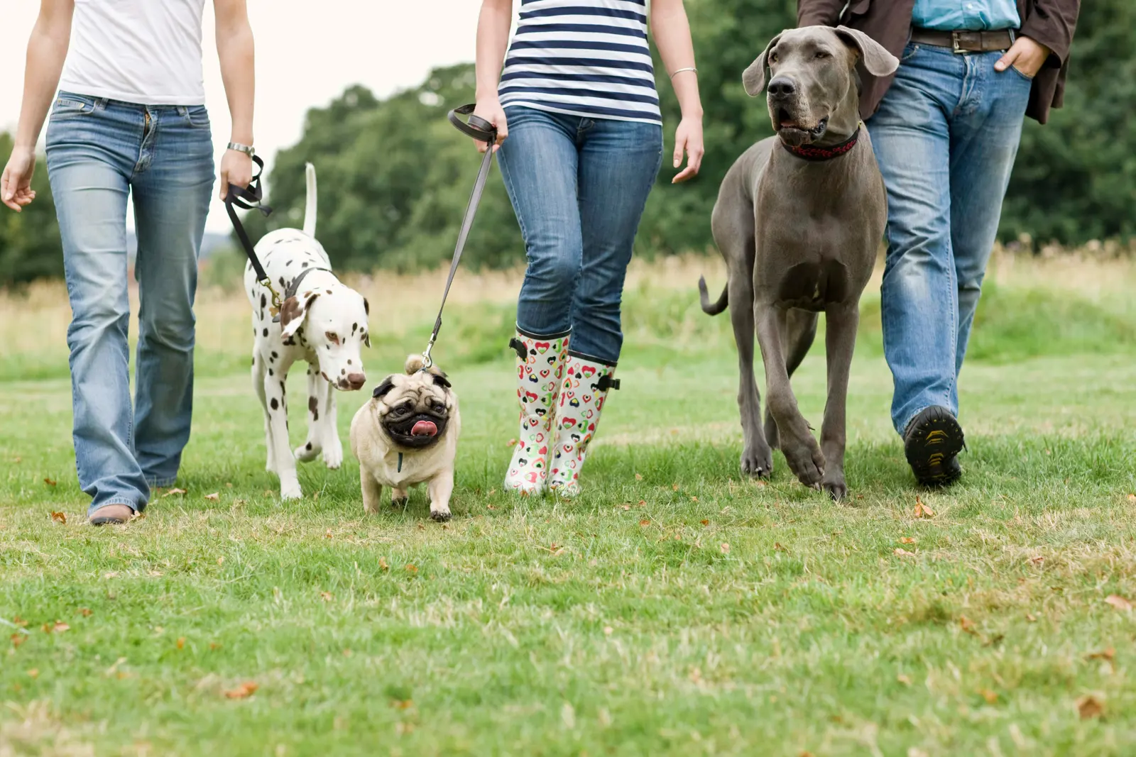Regular Dog Walking service image