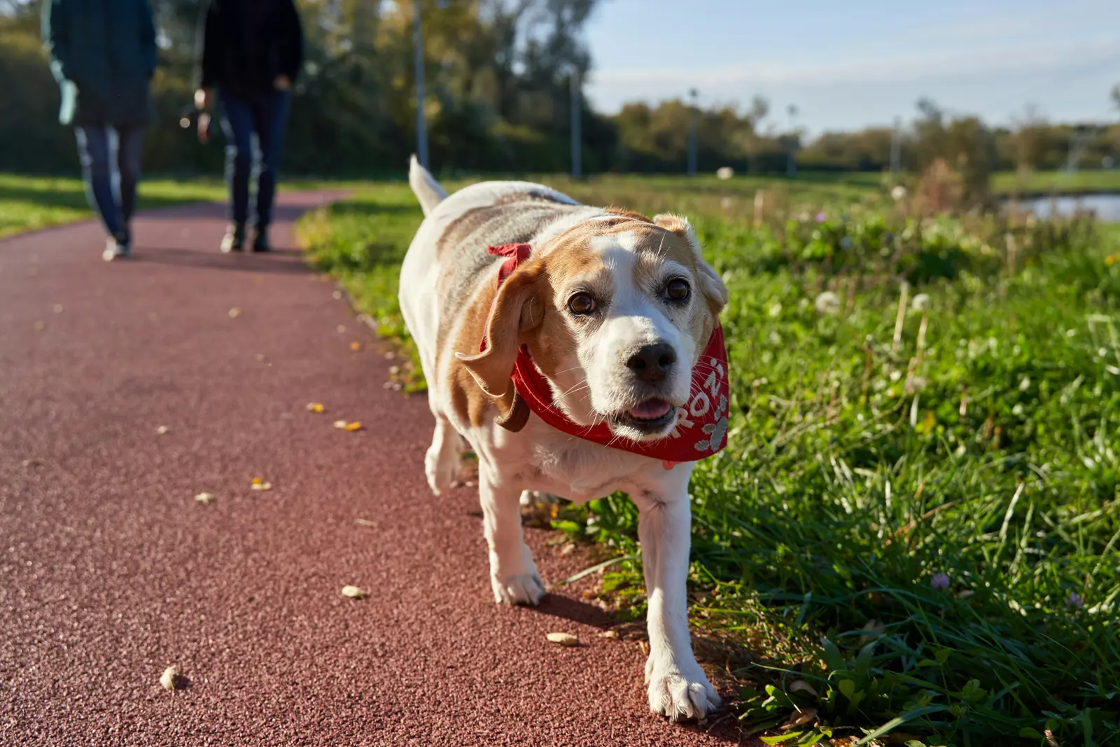 Senior Dog Walks service image