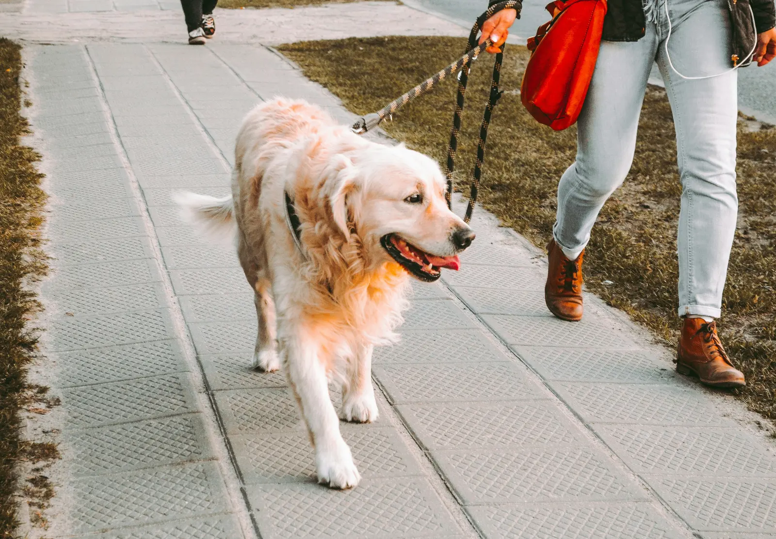 Solo Dog Walks service image