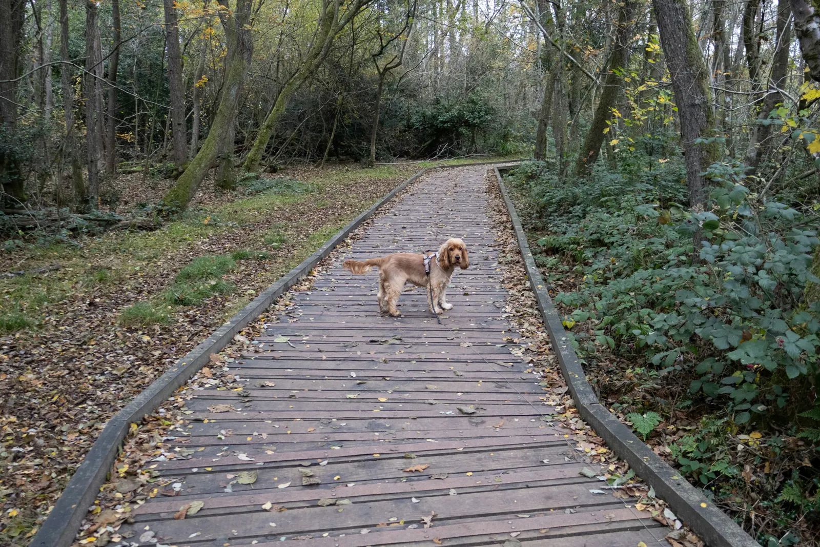 Extended Dog Walks service image