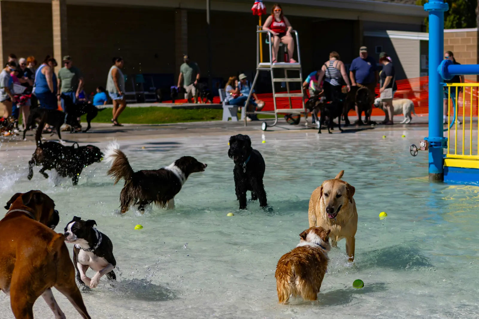 Doggy Daycare website suitability illustration