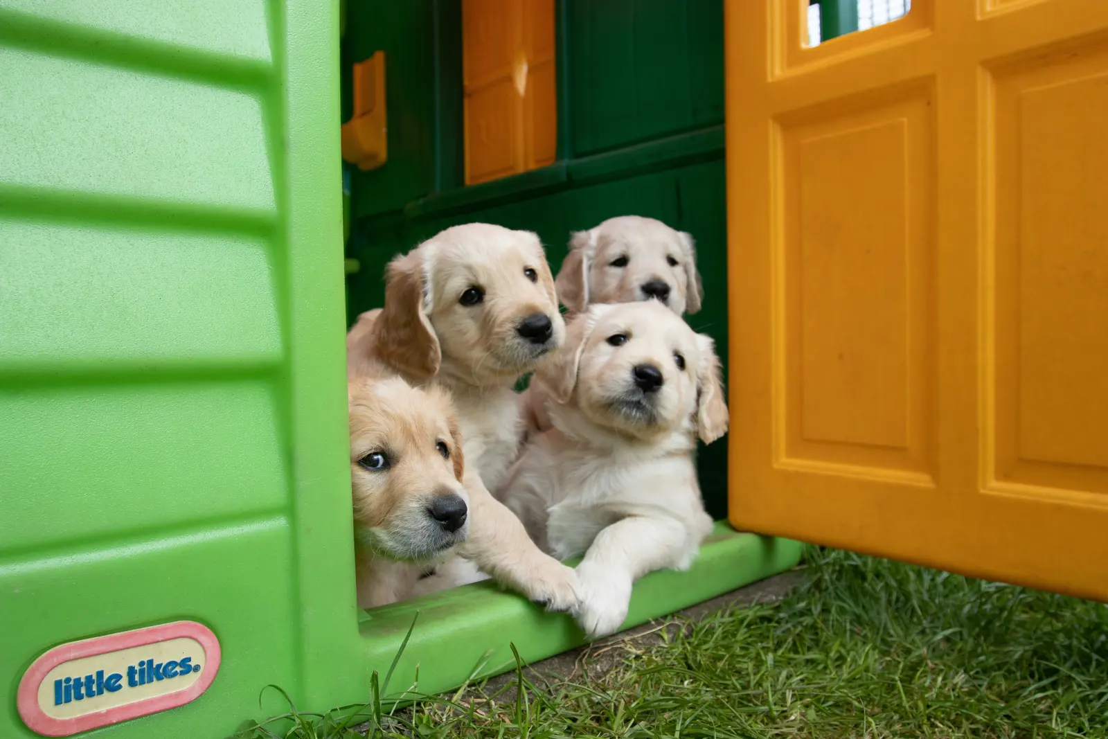 Full-Day Dog Daycare service image