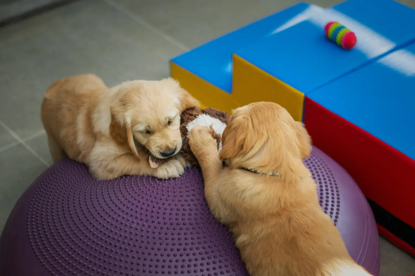 Half-Day Dog Daycare service image