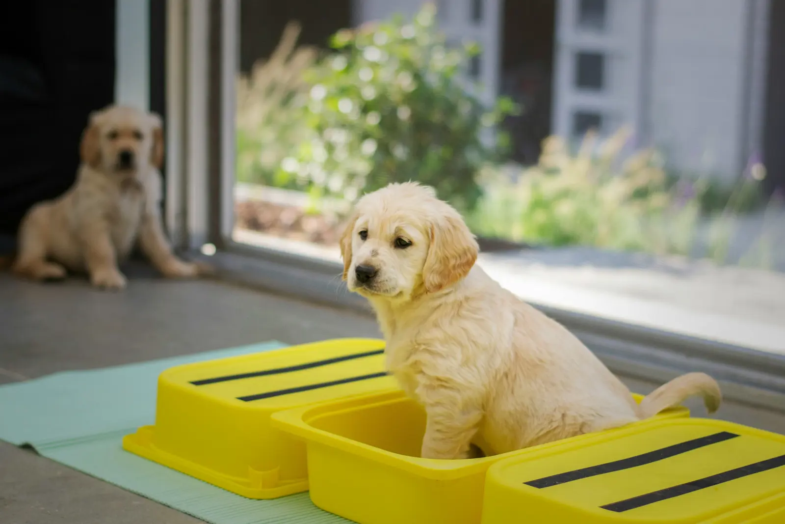 Multi-Dog Household Daycare service image