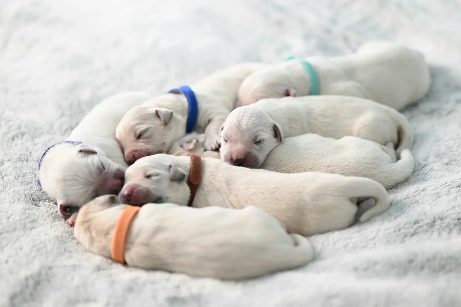Puppy Daycare service image