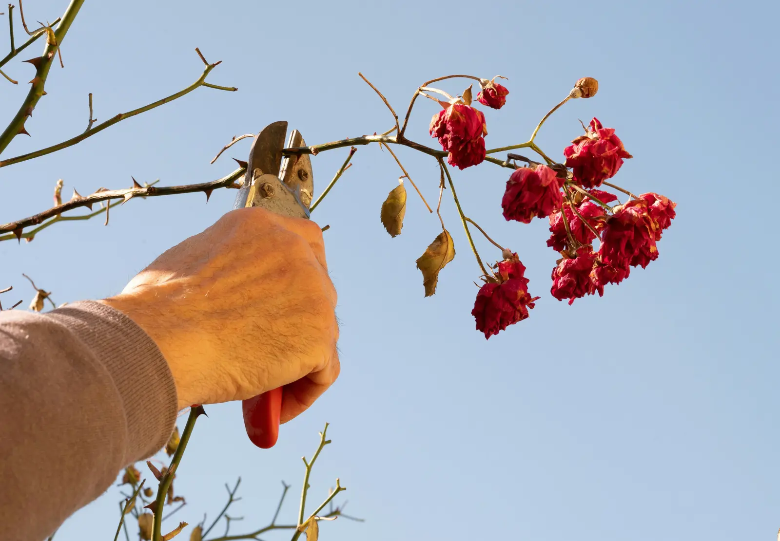 Deadheading service image