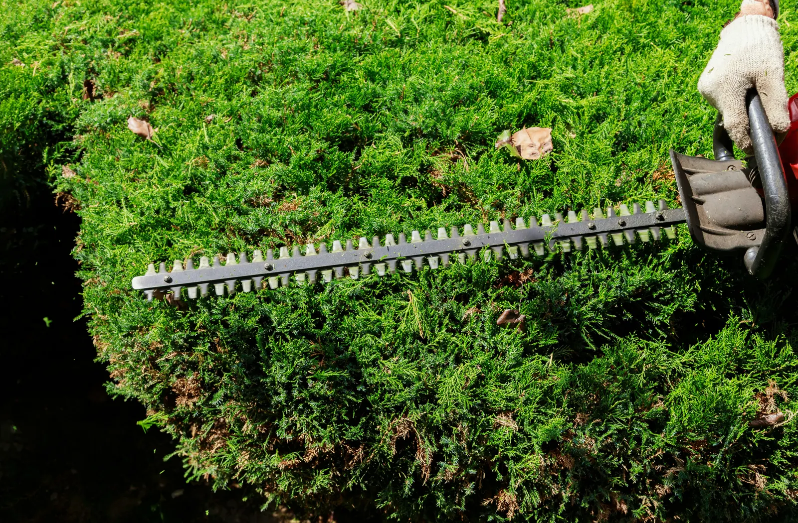 Hedge trimming service image