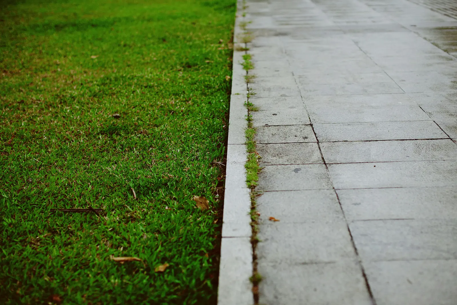 Lawn edging service image