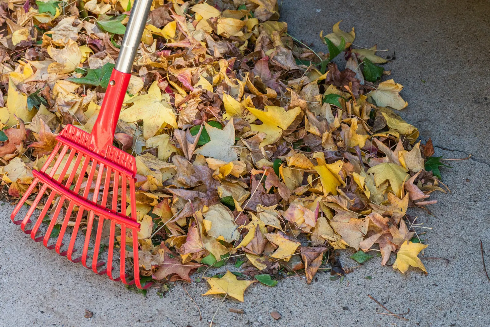 Leaf clearance service image