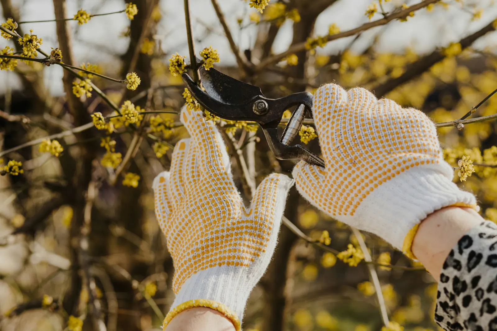 Shrub pruning service image