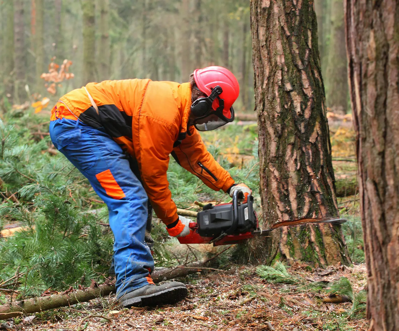 Tree lopping service image