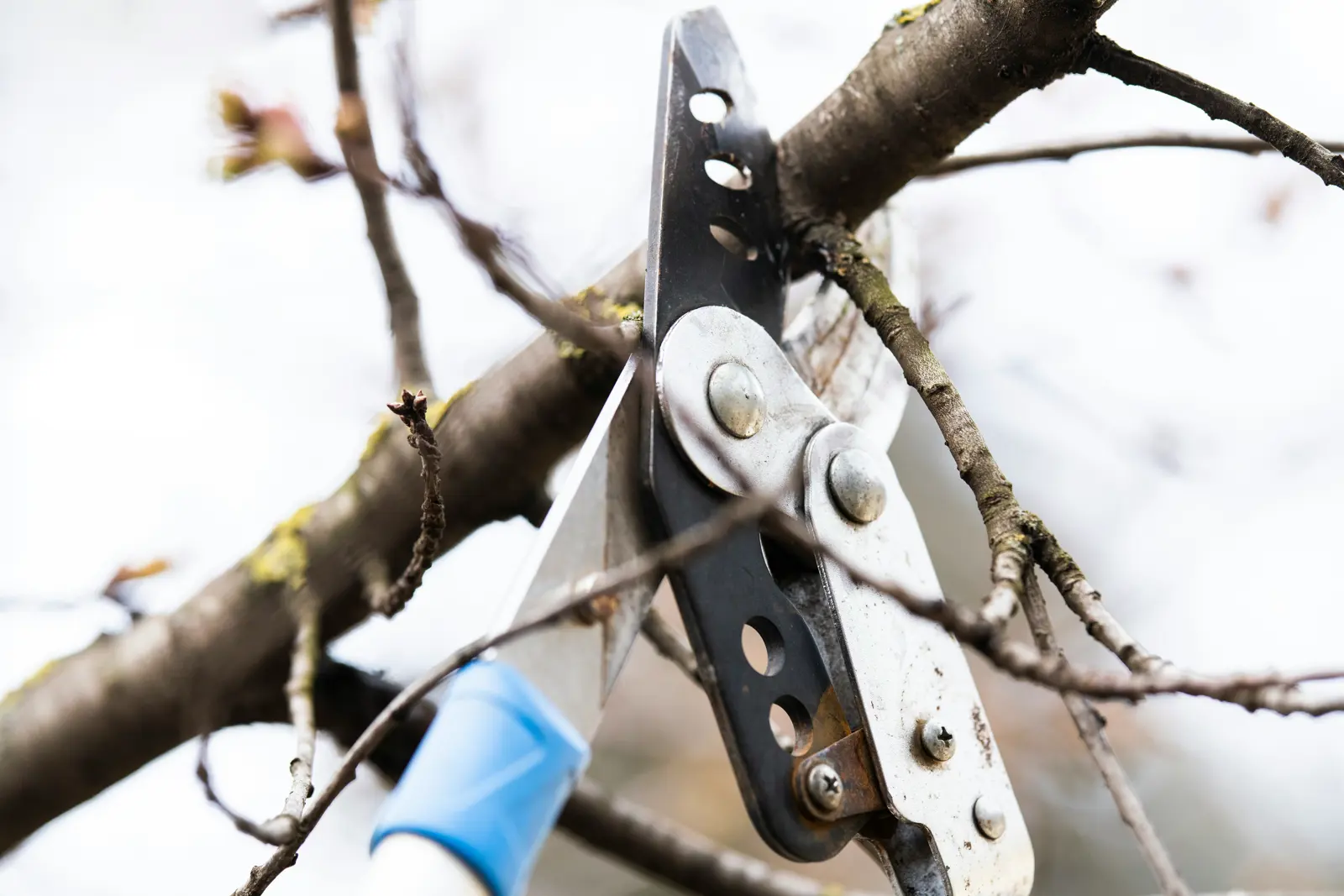 Winter pruning service image