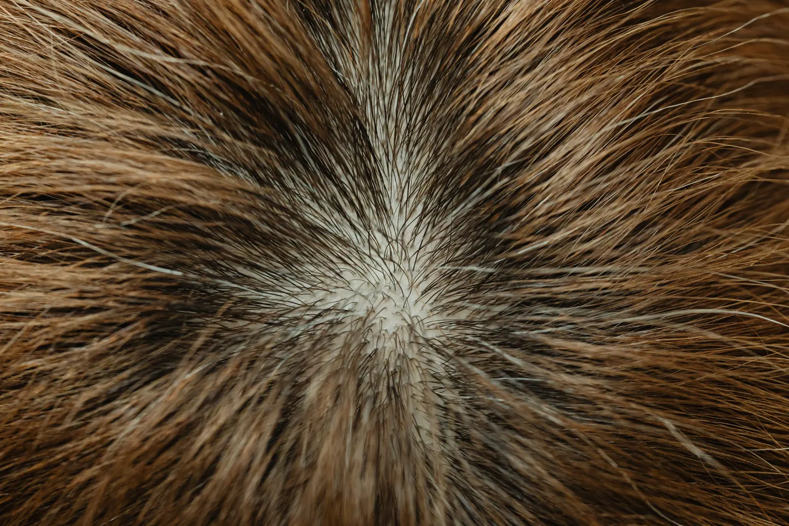 Root Colour service image