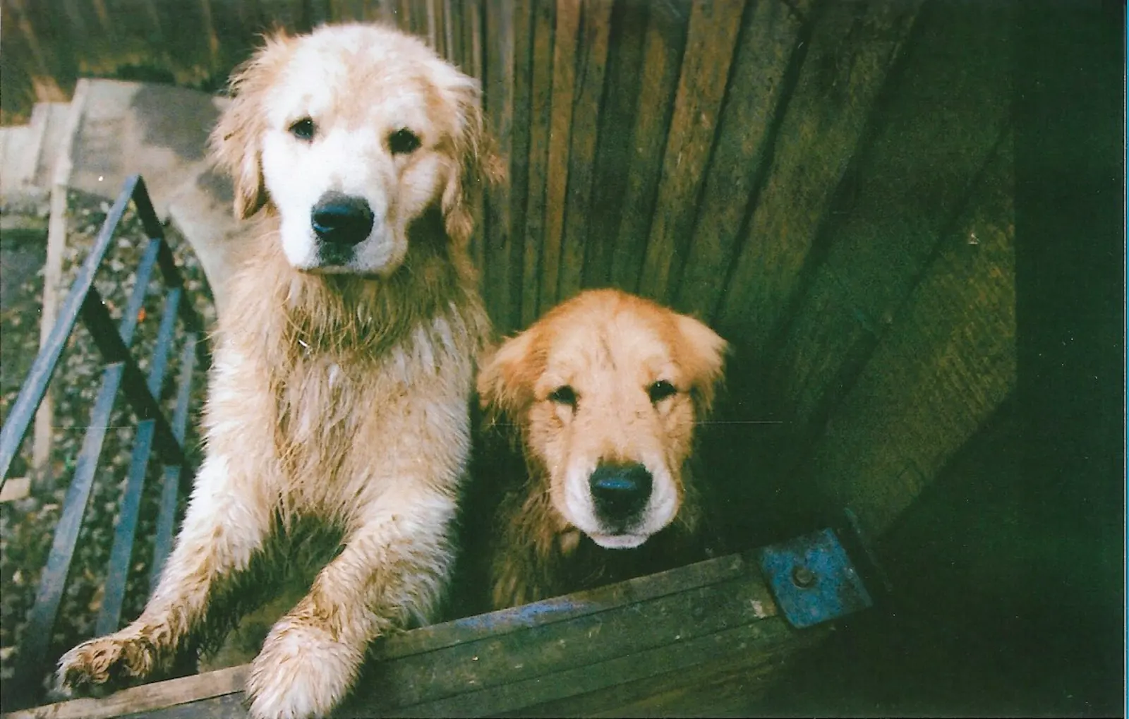 Continuous companionship service image