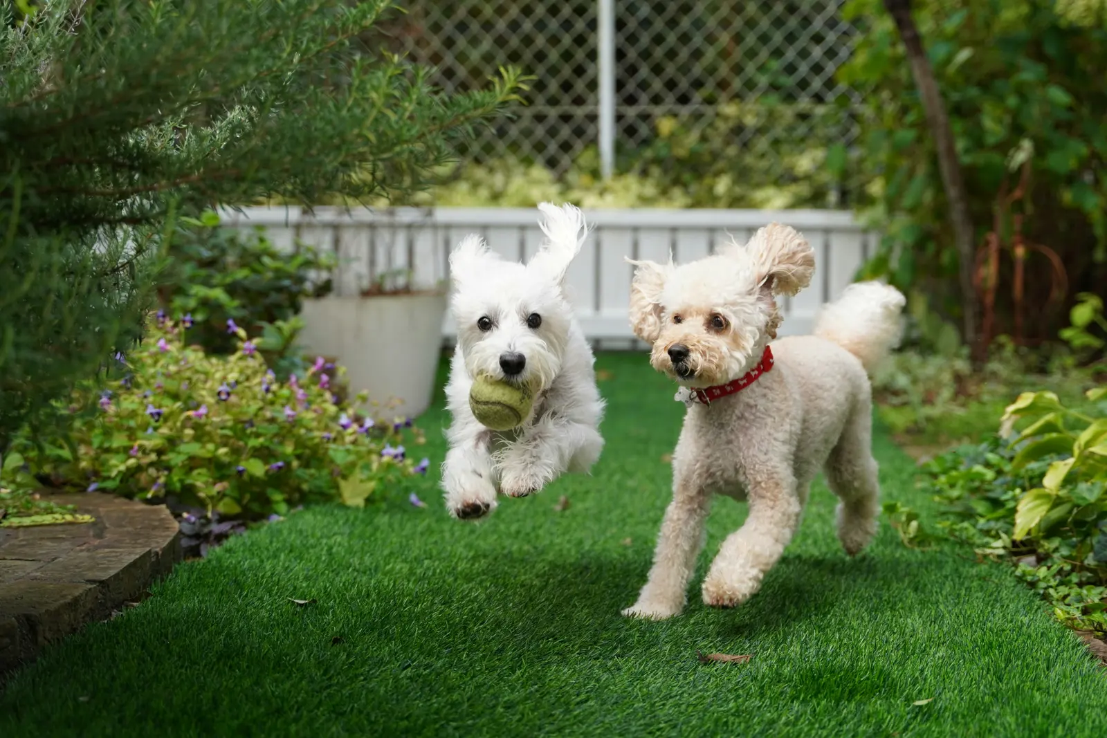 Extended-Stay Home Boarding service image