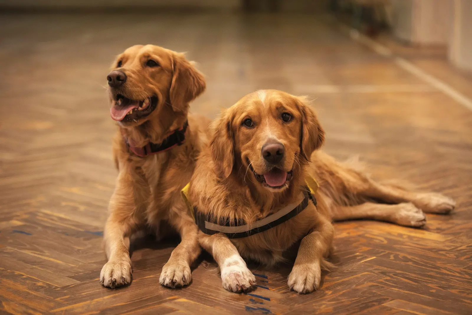 Multi-Dog Household Boarding service image