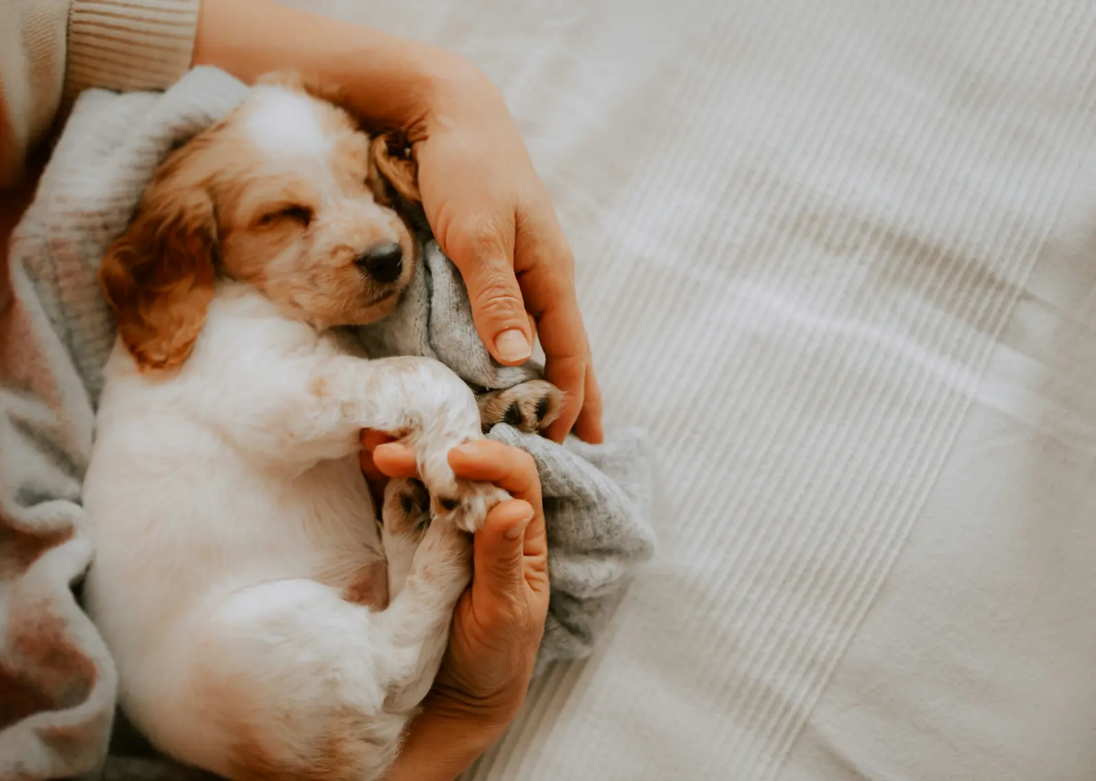 Puppy Home Boarding service image