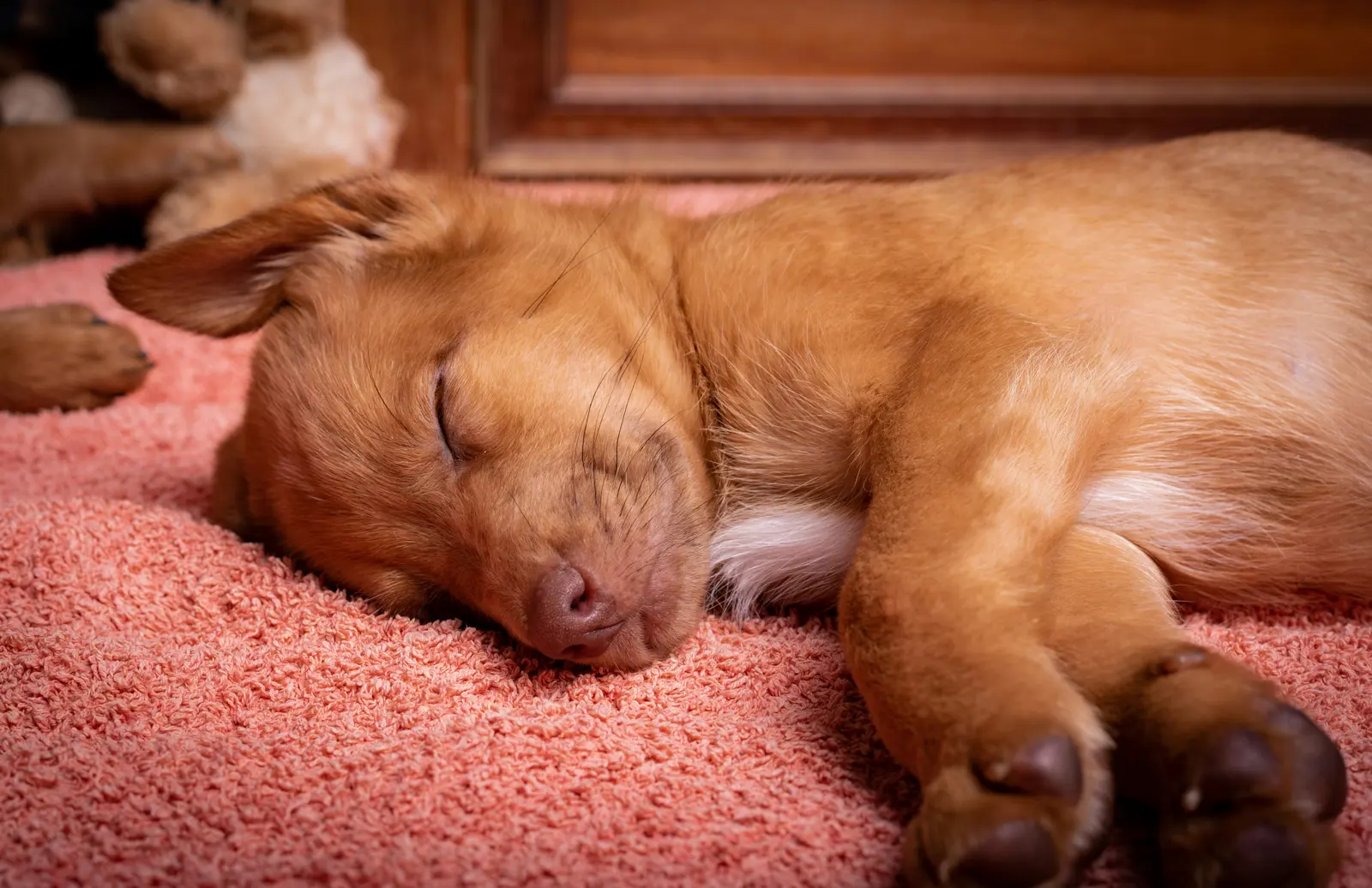 Regular sleeping arrangements service image