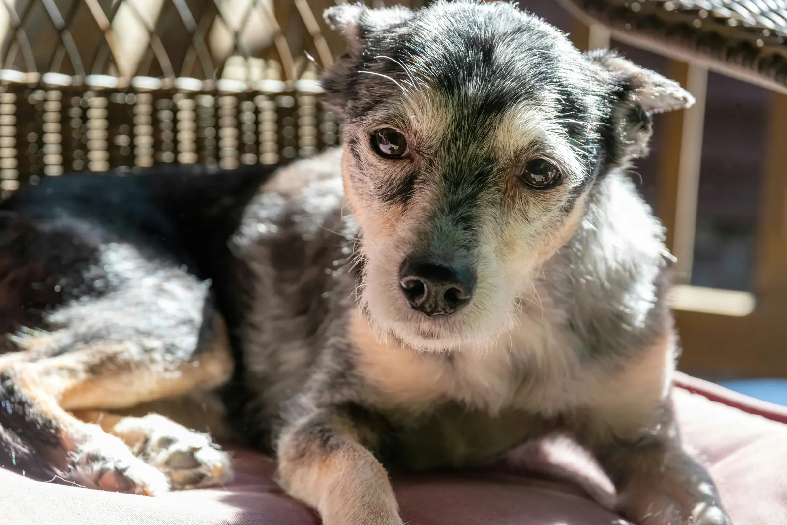 Senior Dog Home Boarding service image