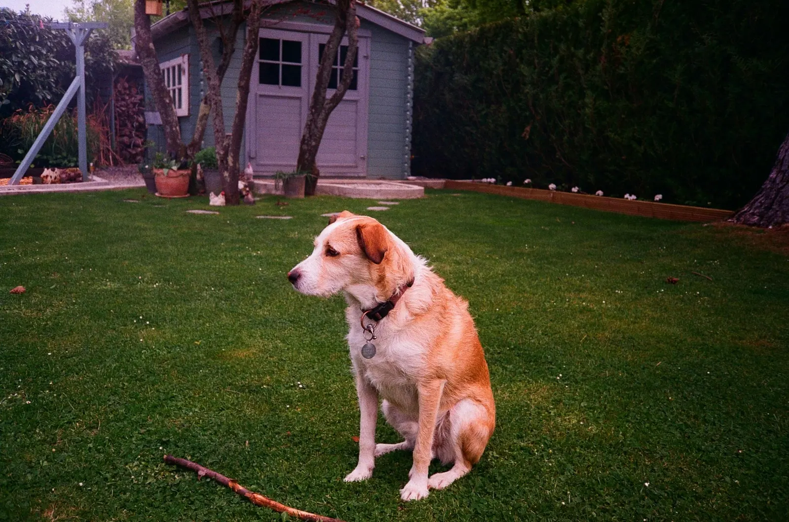 Short-Stay Home Boarding service image