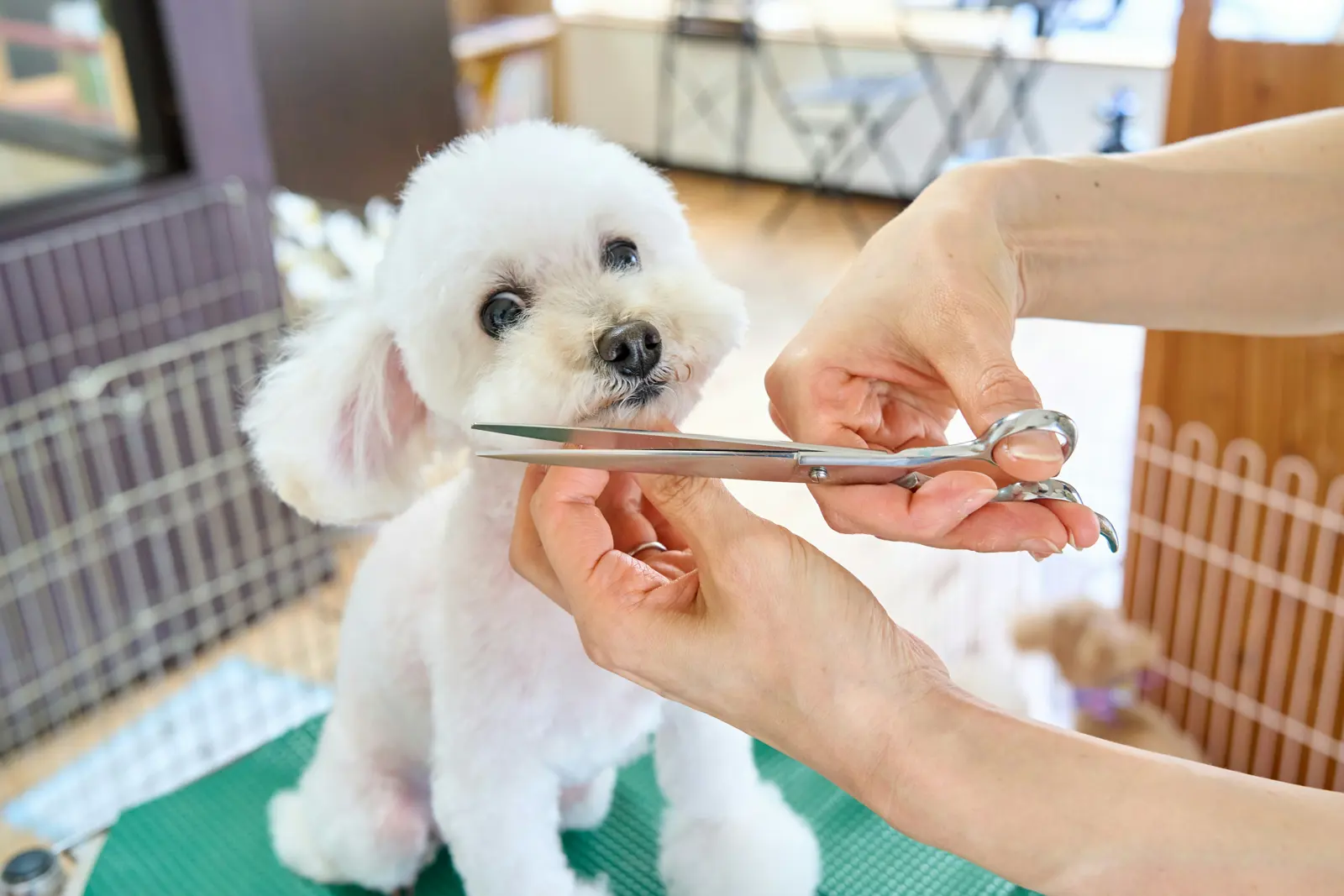 Mobile Pet Groomer website suitability illustration