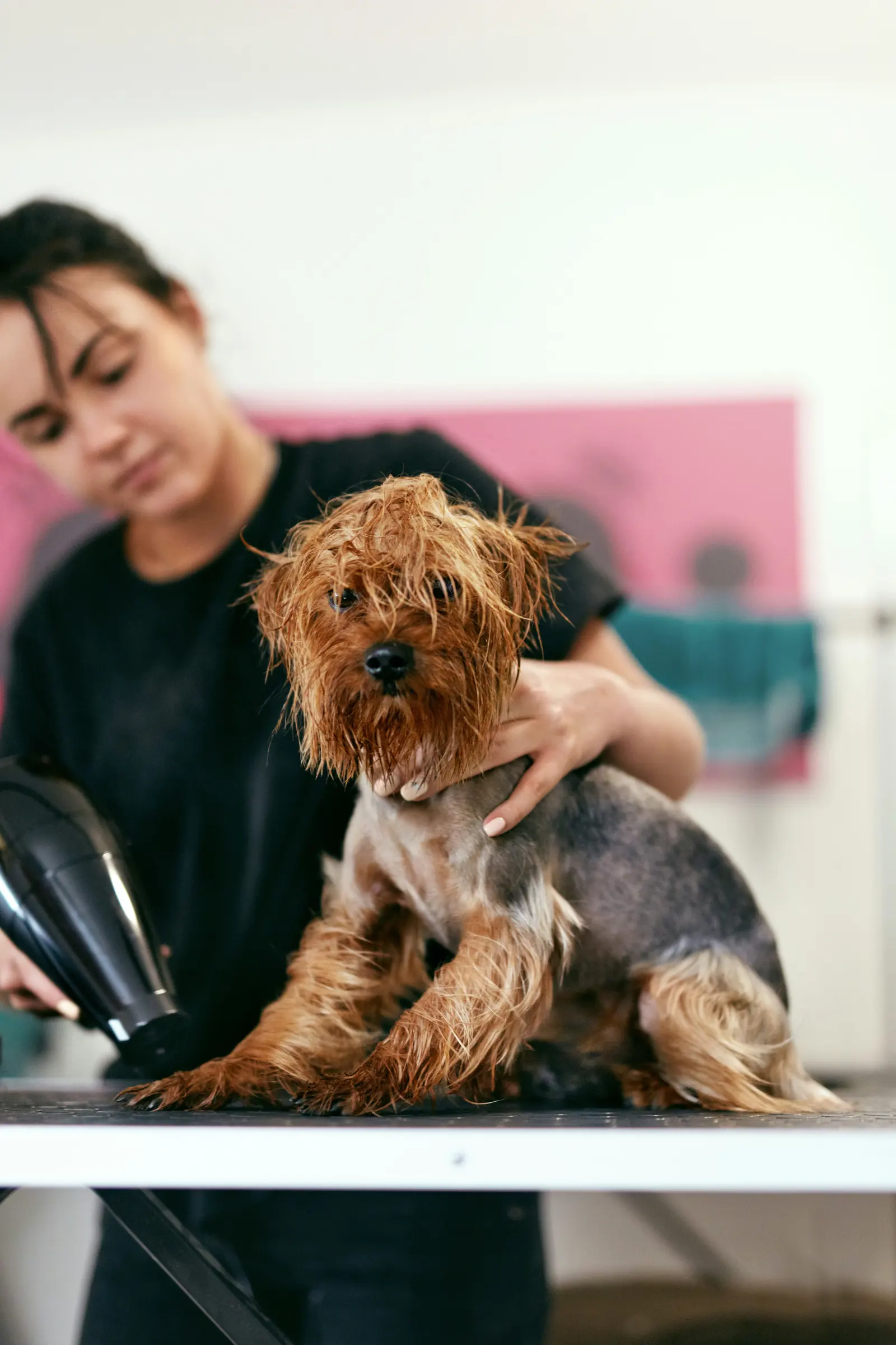 Mobile Dog Groomers website image