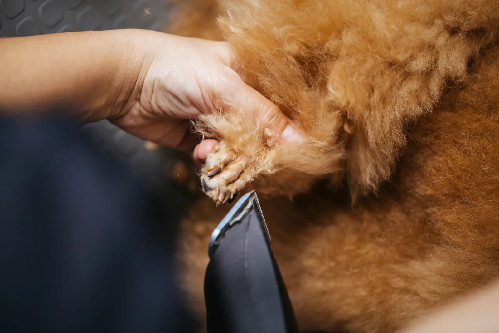 Matted-Coat Assessment service image