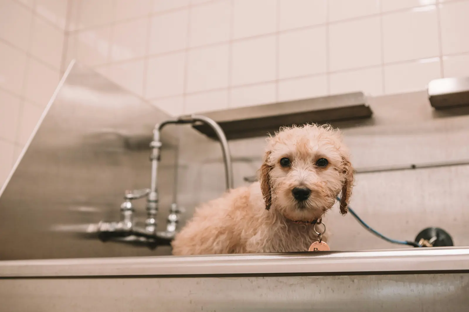 Bath, Brush and Blow-Dry service image