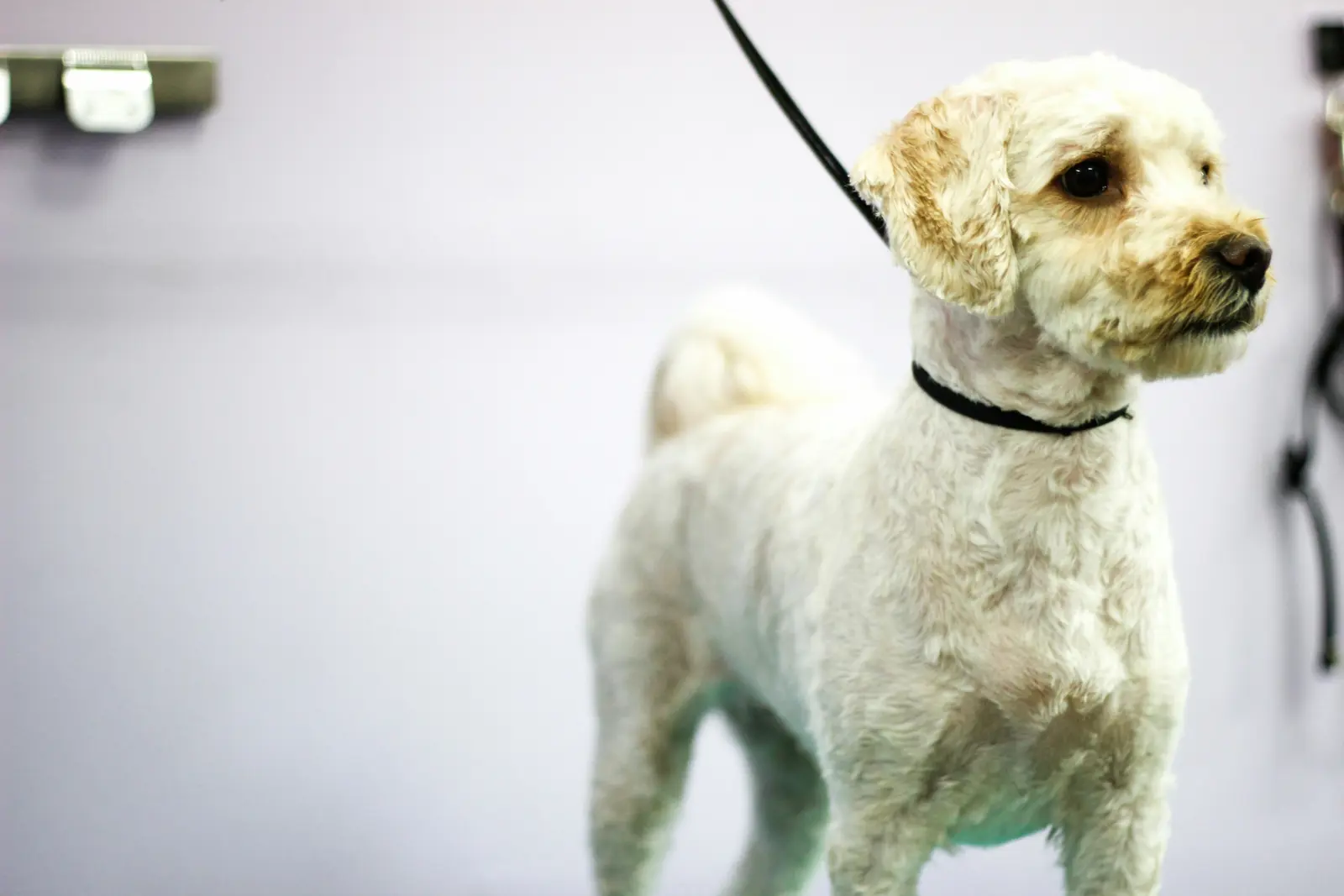 Maintenance Grooming service image